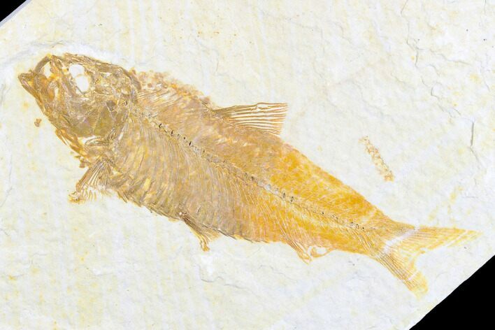 Detailed Fossil Fish (Knightia) - Wyoming #173748